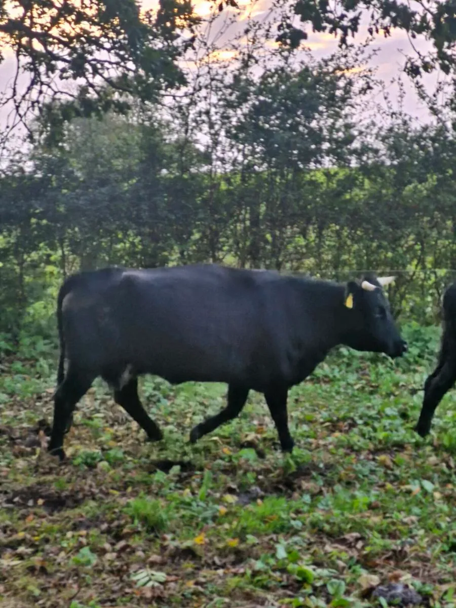 Dexter cow with calf at foot - Image 4