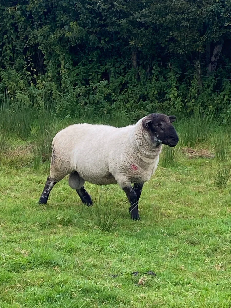 Ram - Image 1
