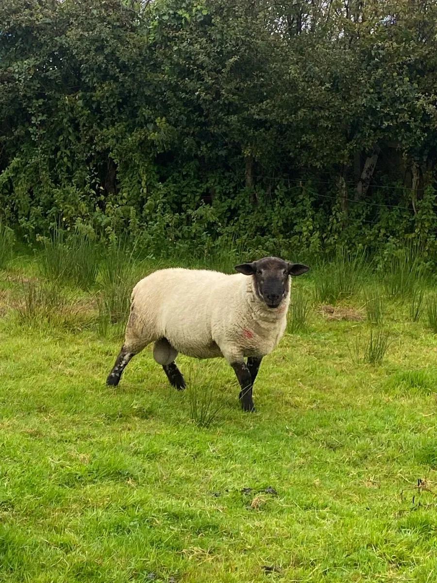 Ram - Image 2