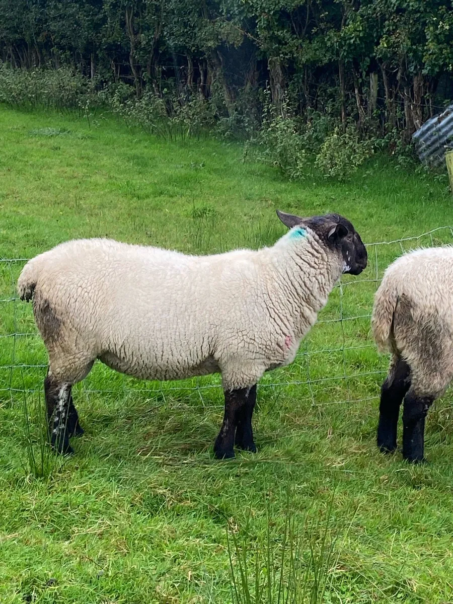 Ram - Image 4
