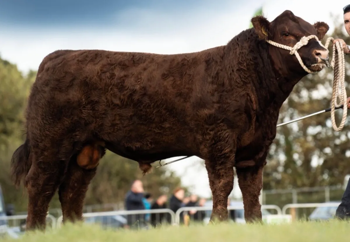 DRUMBEERA ANGUS - Image 1