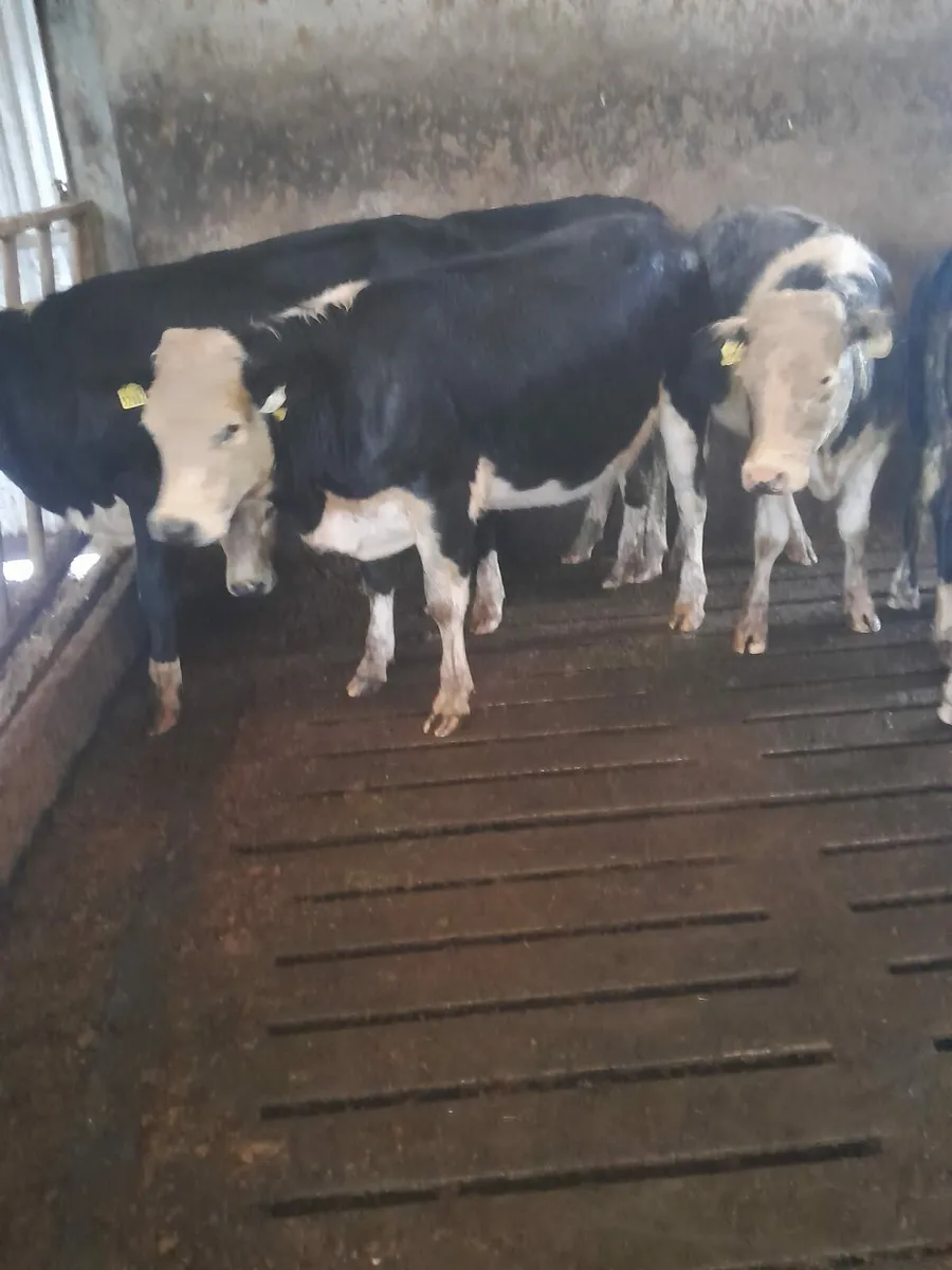 Breeding/feeding heifers - Image 2