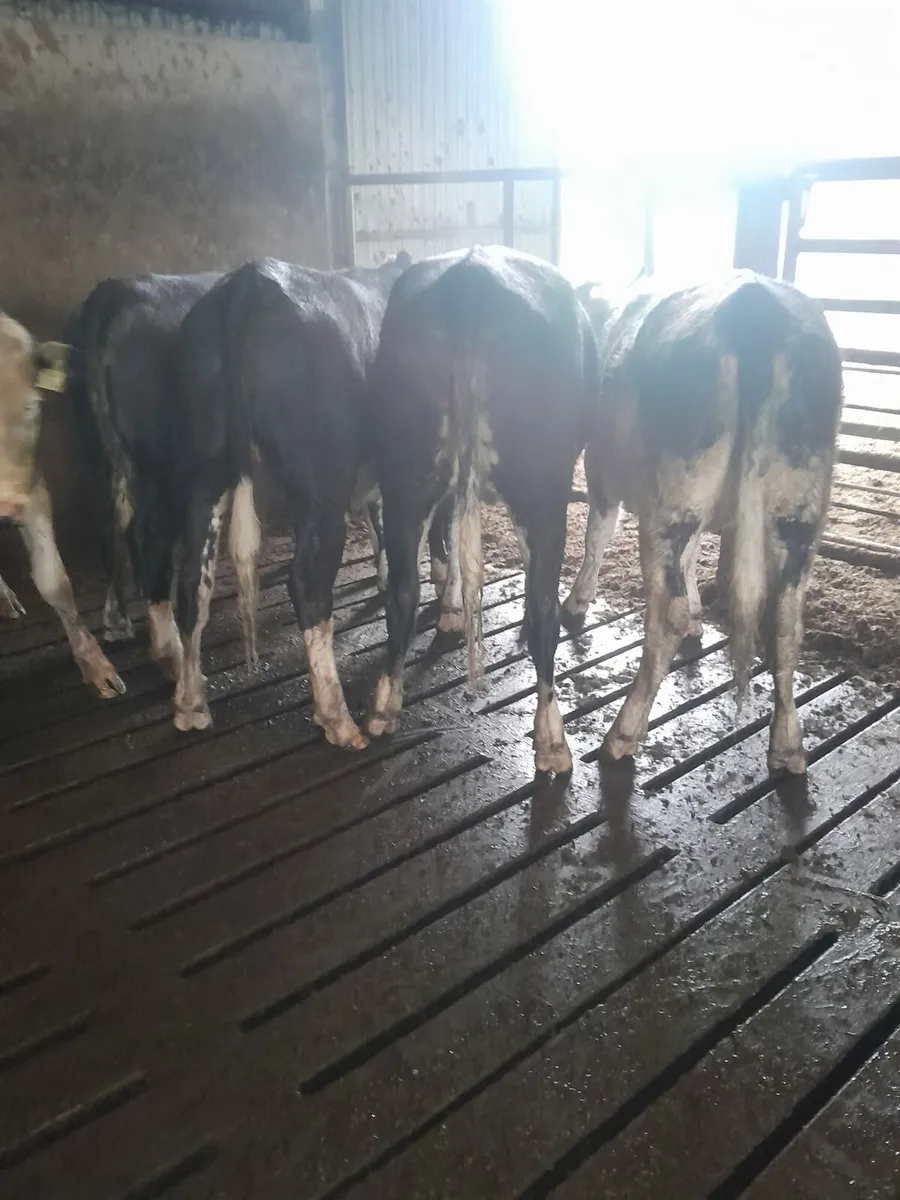 Breeding/feeding heifers - Image 3