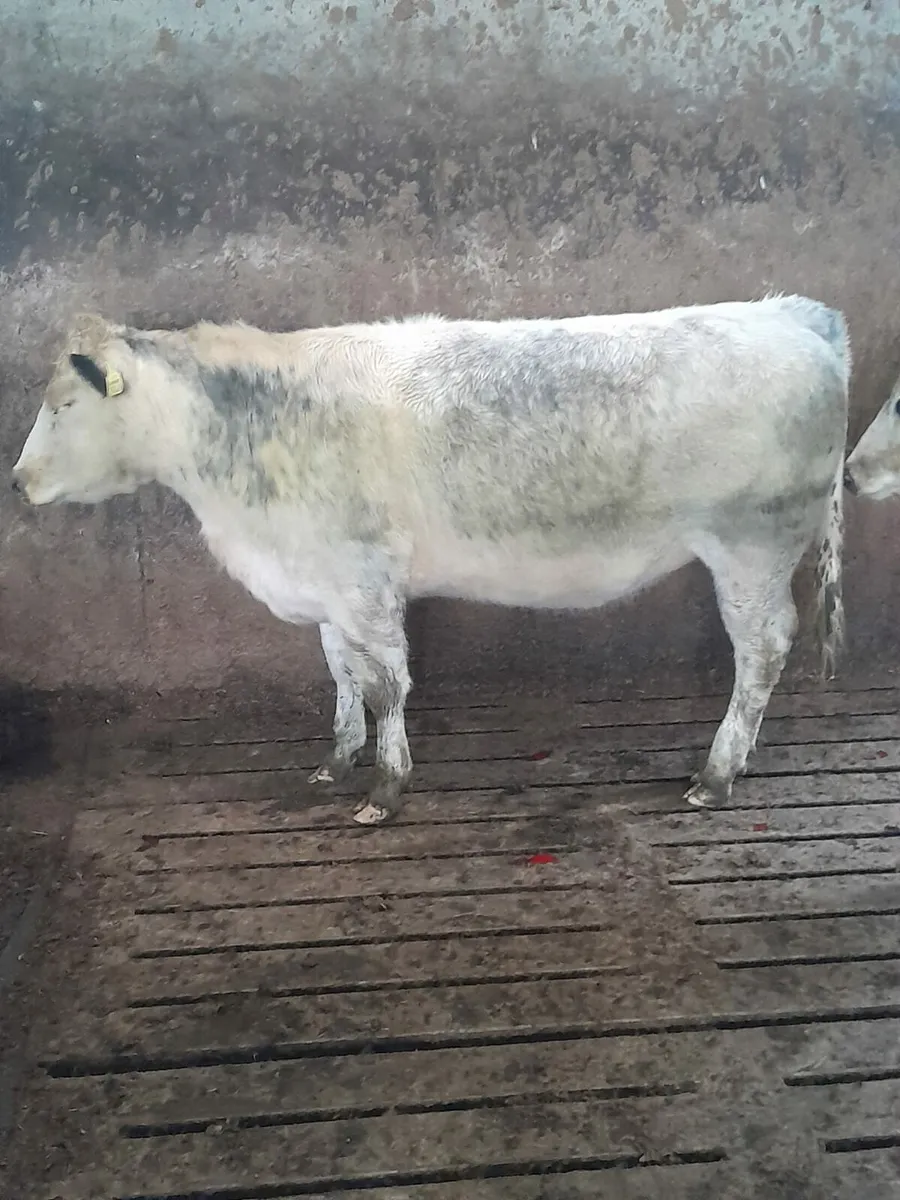 Breeding/feeding heifers - Image 1