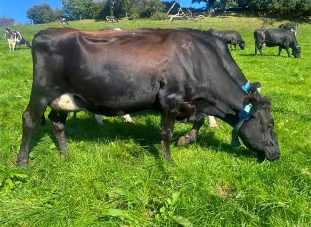 Empty JEX cows wanted