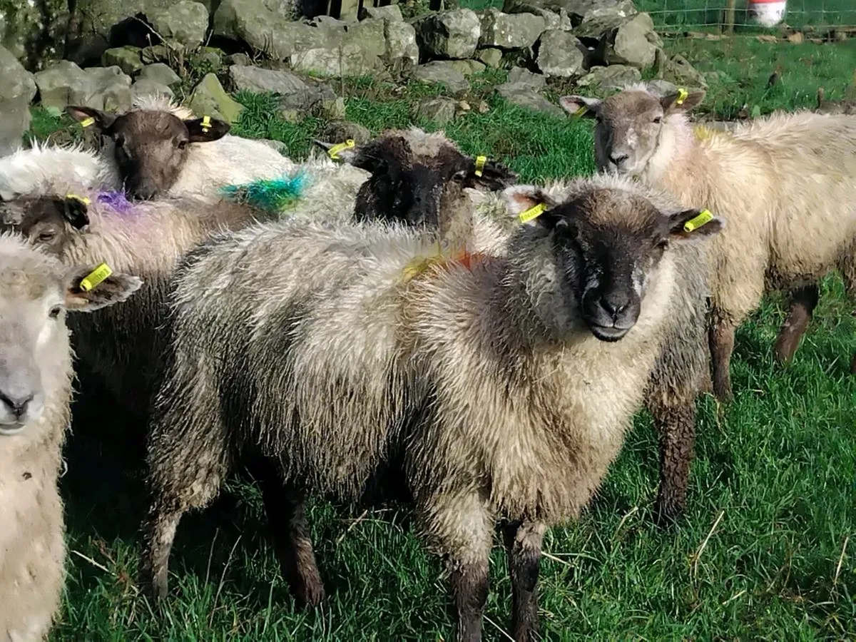 15 Cheap Ewe Lambs - Image 1