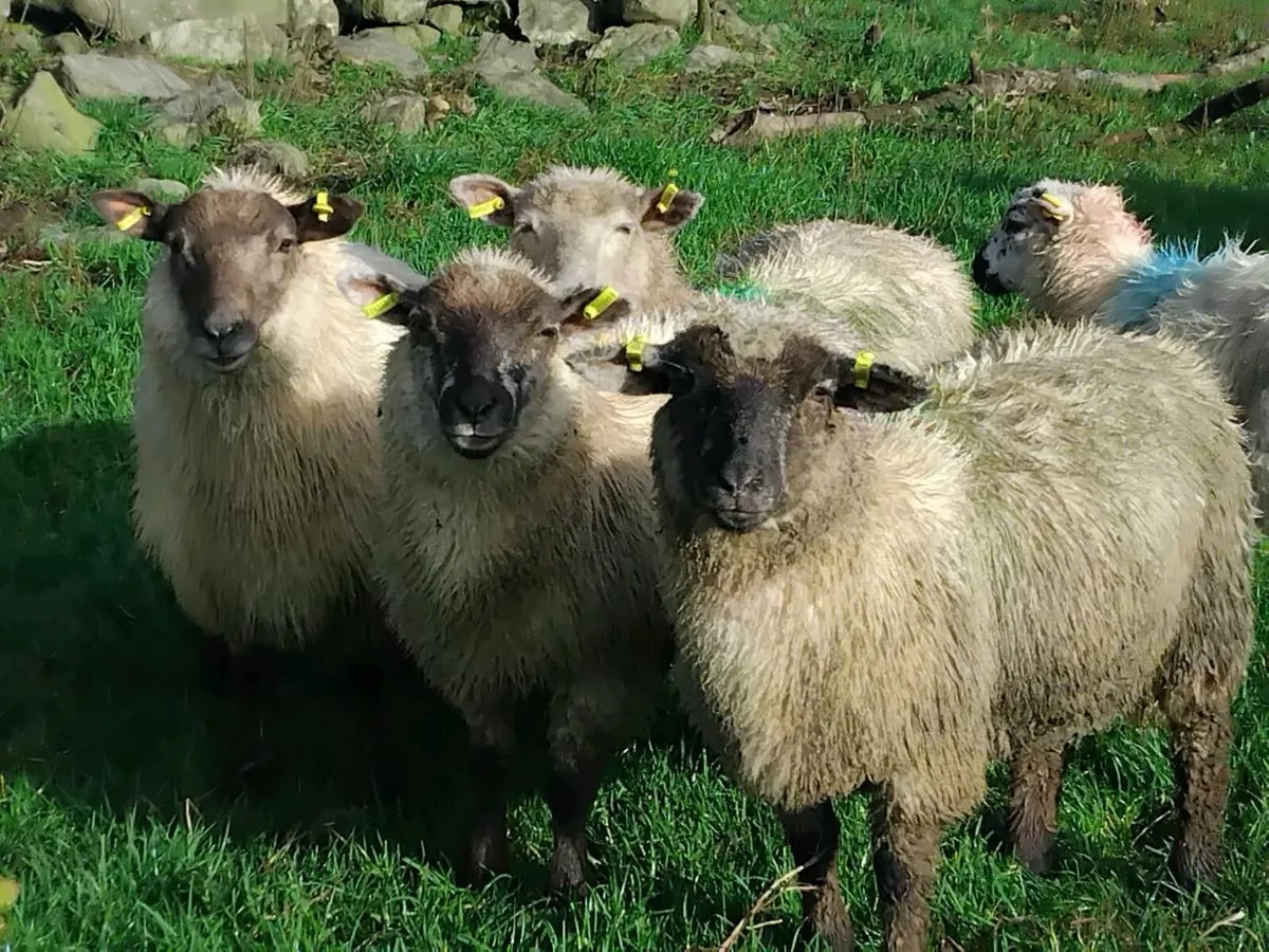 15 Cheap Ewe Lambs - Image 2