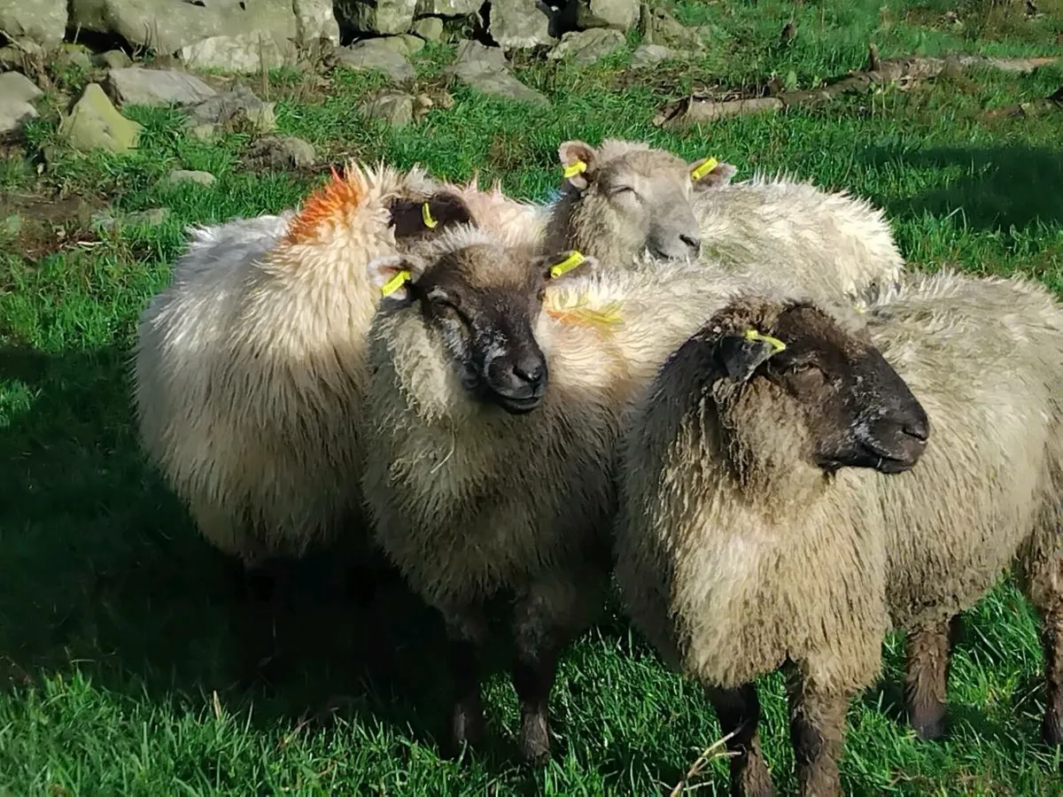 15 Cheap Ewe Lambs - Image 3