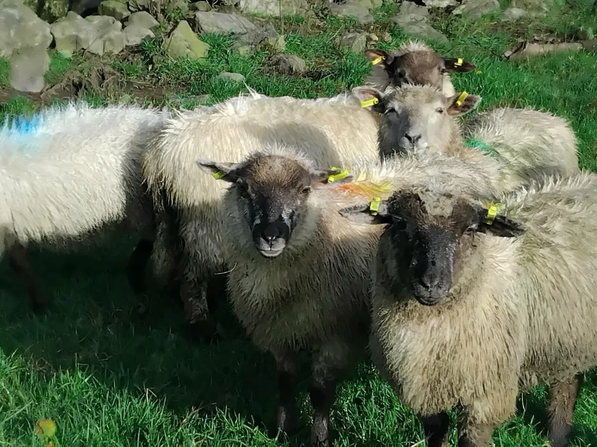 15 Cheap Ewe Lambs - Image 4