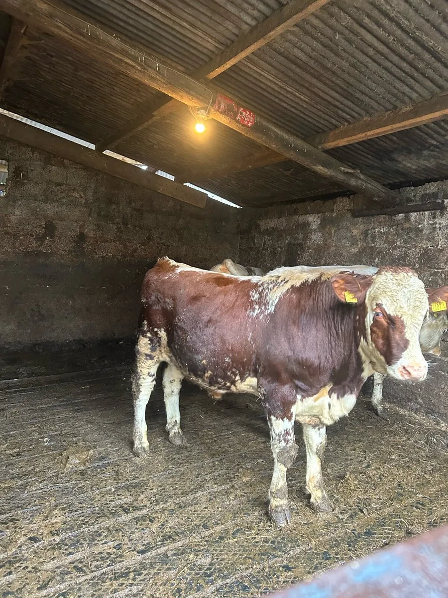 Dairy shorthorn bull - Image 1