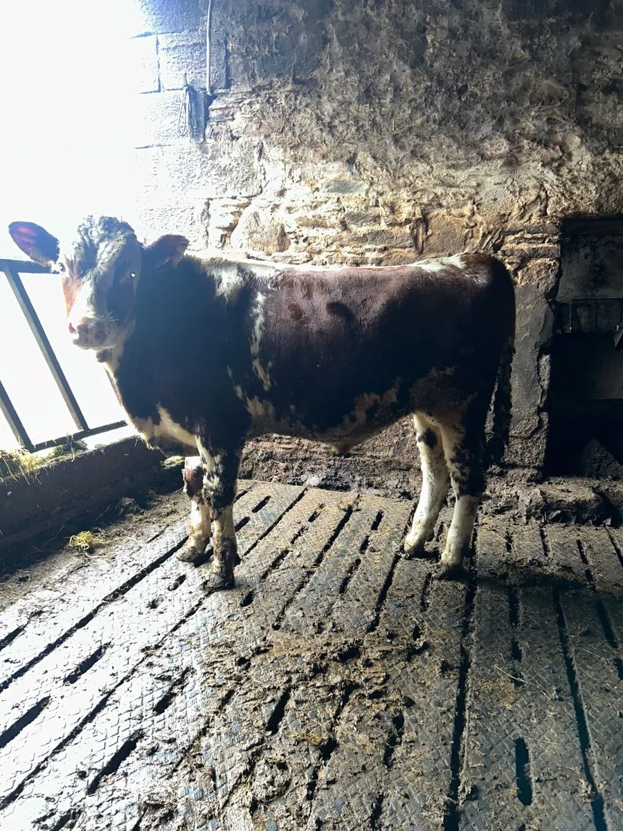 Dairy shorthorn bull - Image 2
