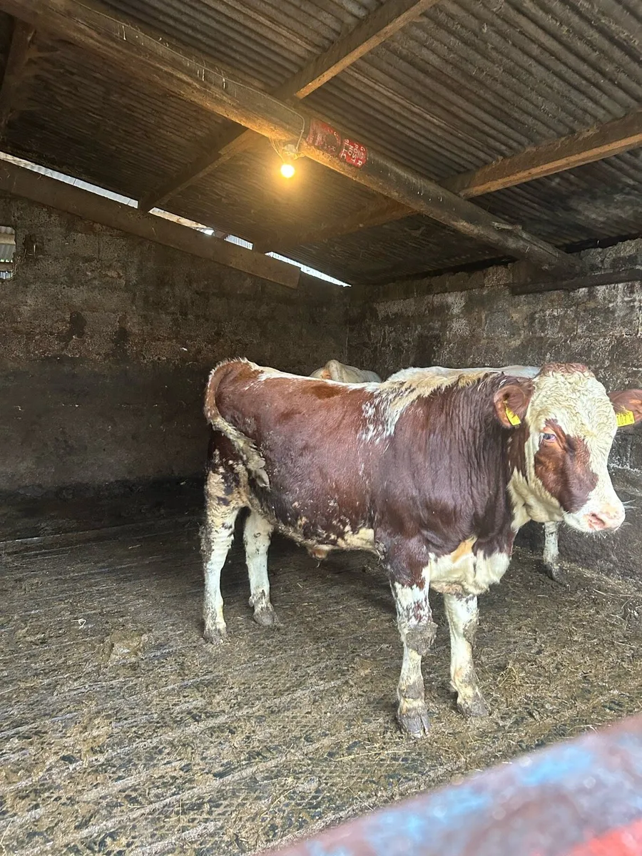 Dairy shorthorn bull - Image 3
