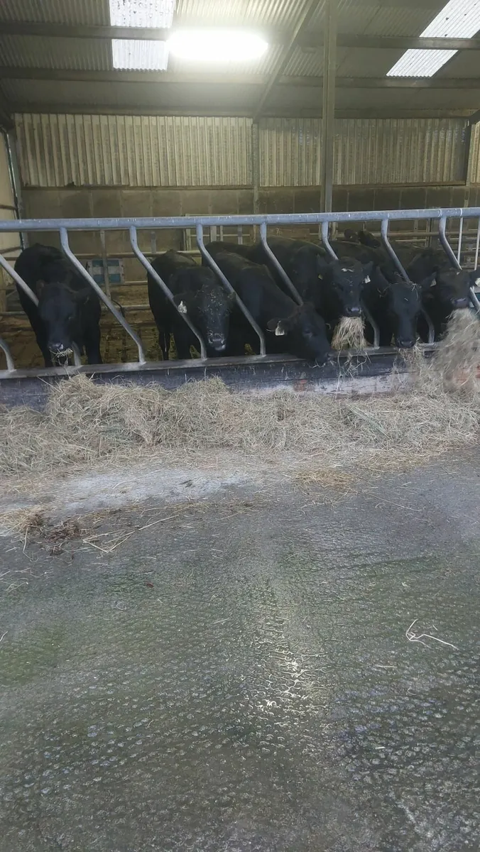 AAX weanlings - Image 2
