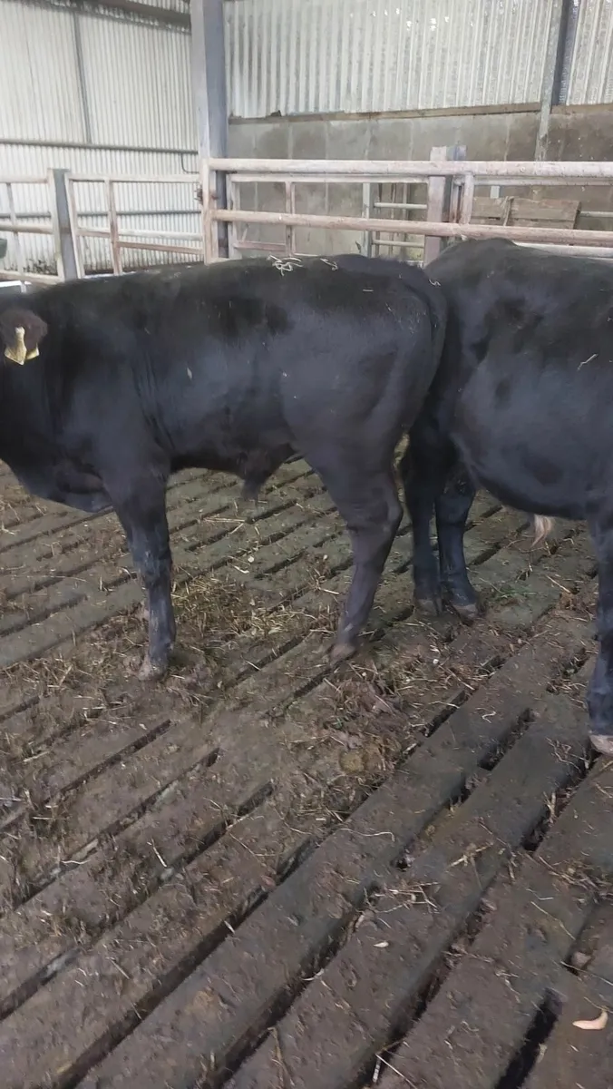 AAX weanlings - Image 3