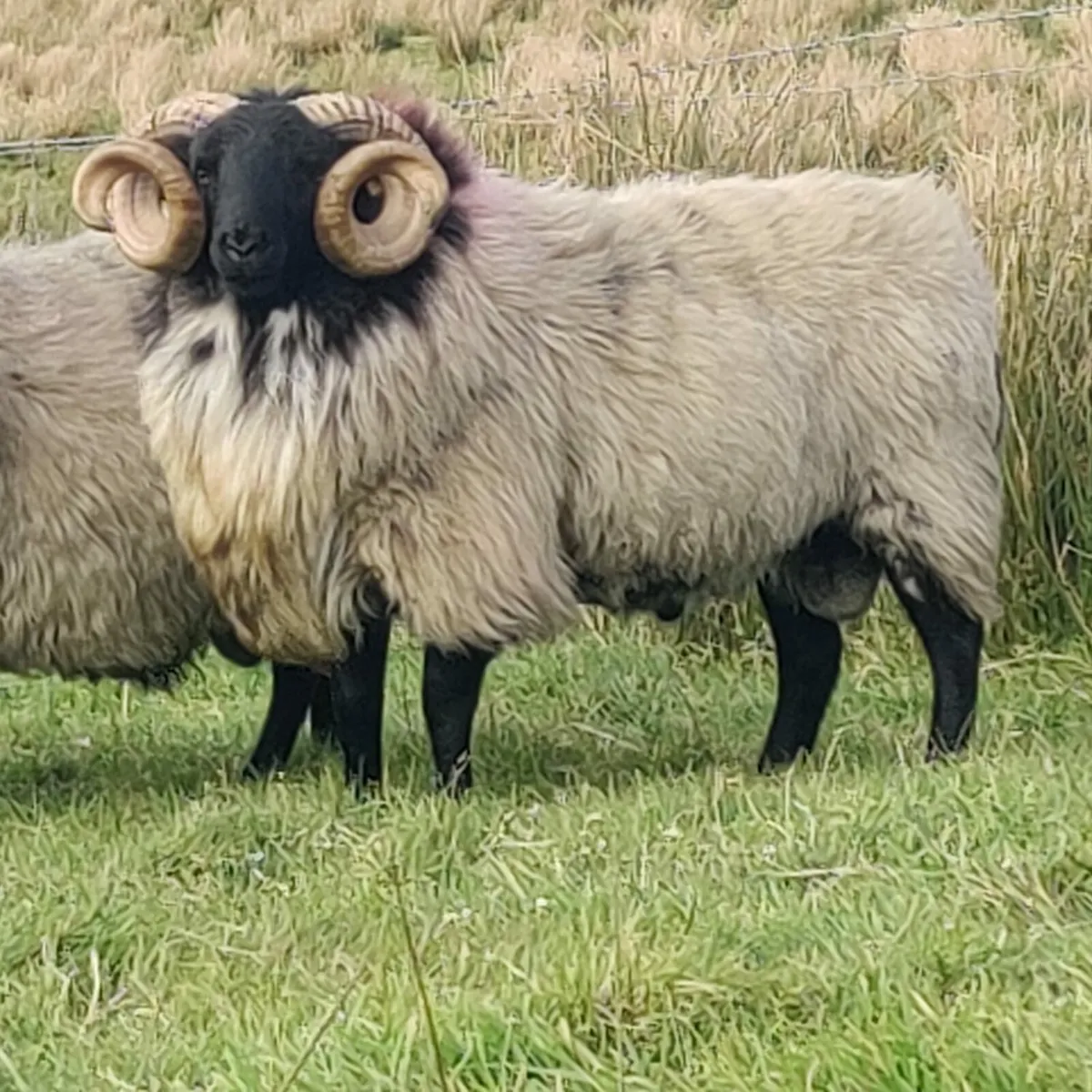 Hogget rams - Image 1