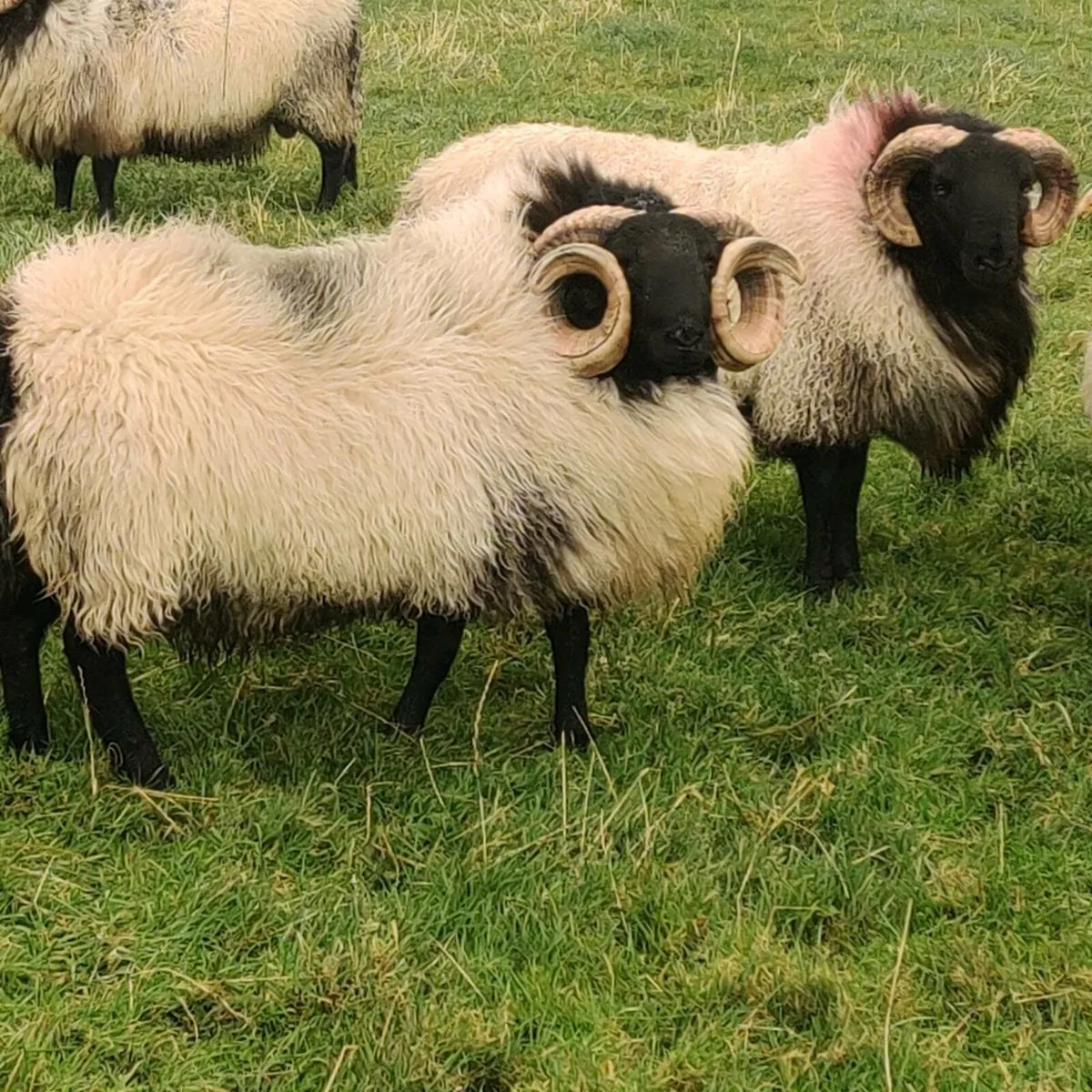 Hogget rams - Image 2