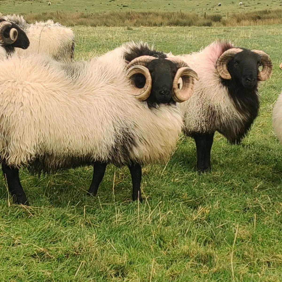 Hogget rams - Image 3