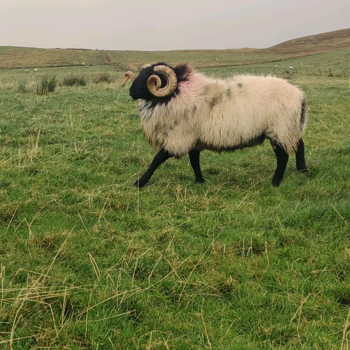 Hogget rams - Image 4