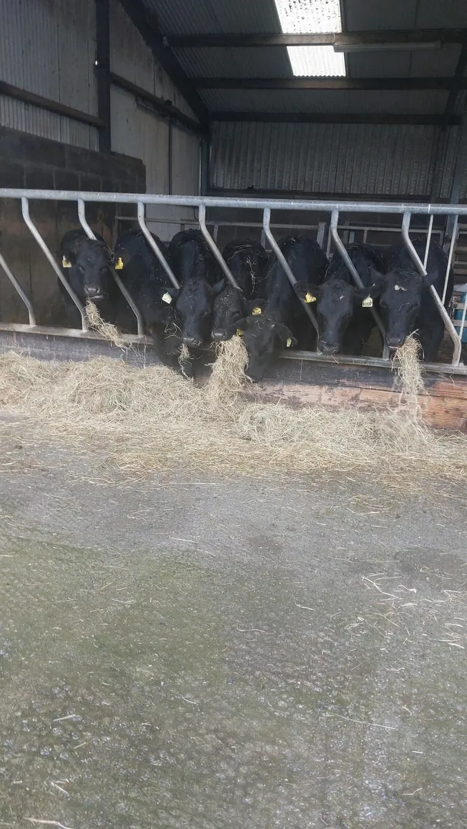 AAX weanlings - Image 1