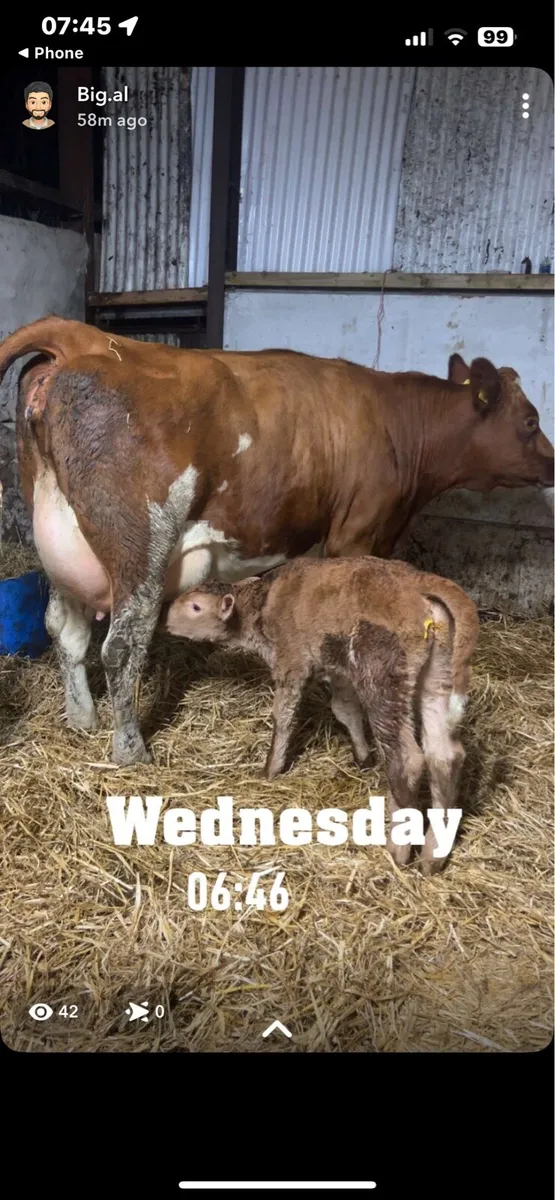 Dairy shorthorn bull - Image 4