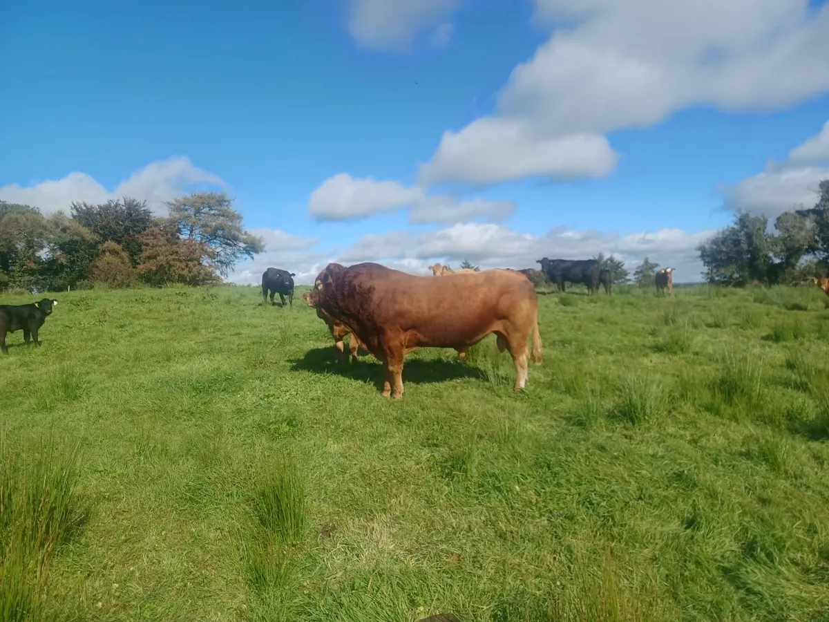 Bull - Image 1