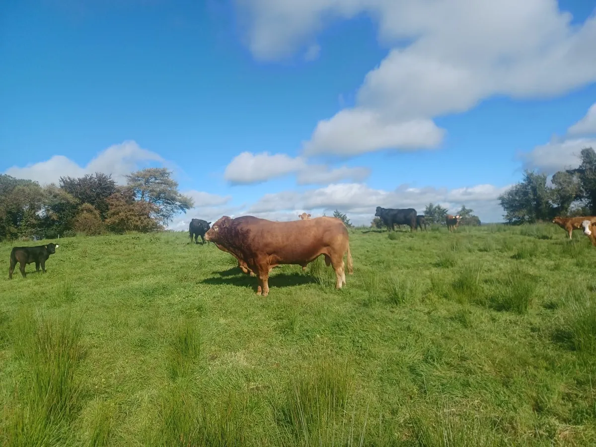 Bull - Image 2