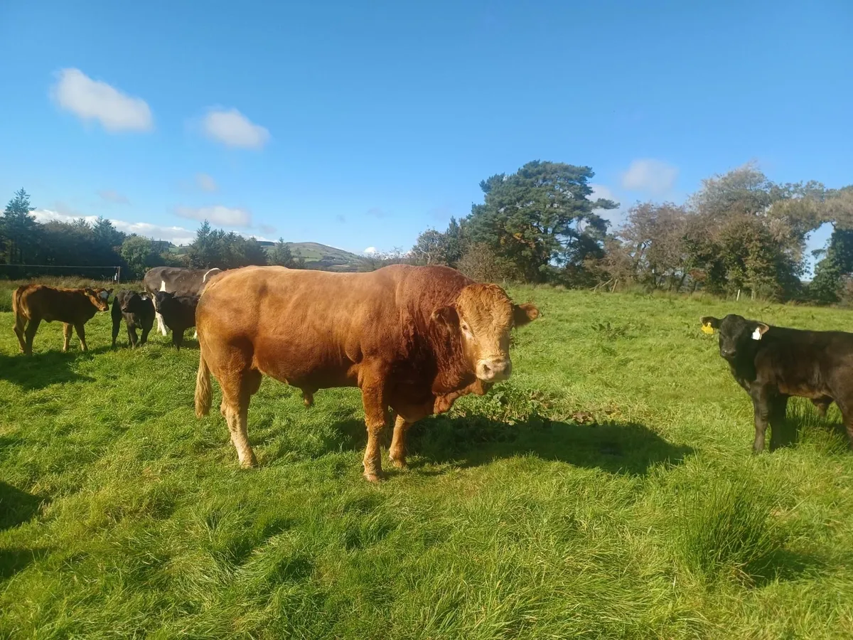 Bull - Image 3