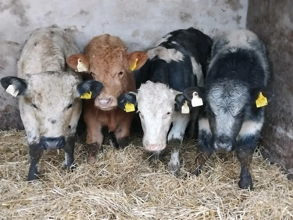 4 Continental Bull Weanlings - Image 1