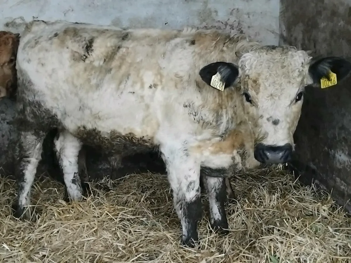 4 Continental Bull Weanlings - Image 3