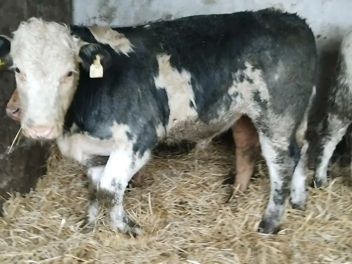 4 Continental Bull Weanlings - Image 2