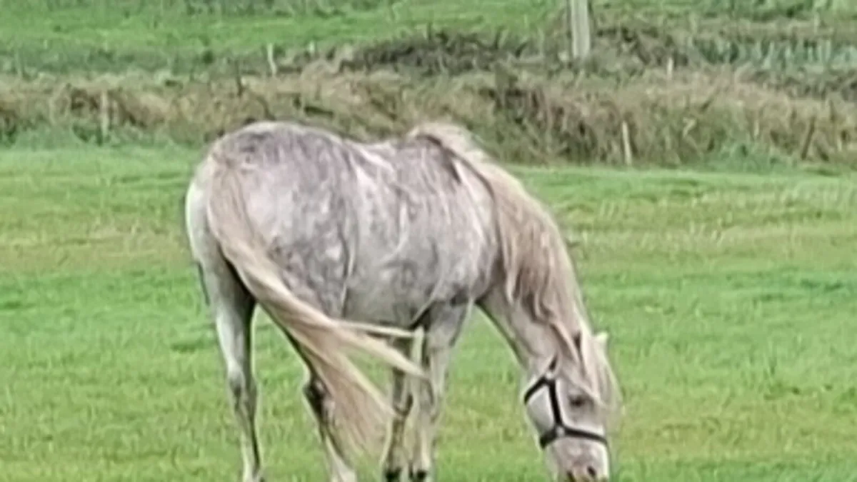 Mare and foal - Image 1