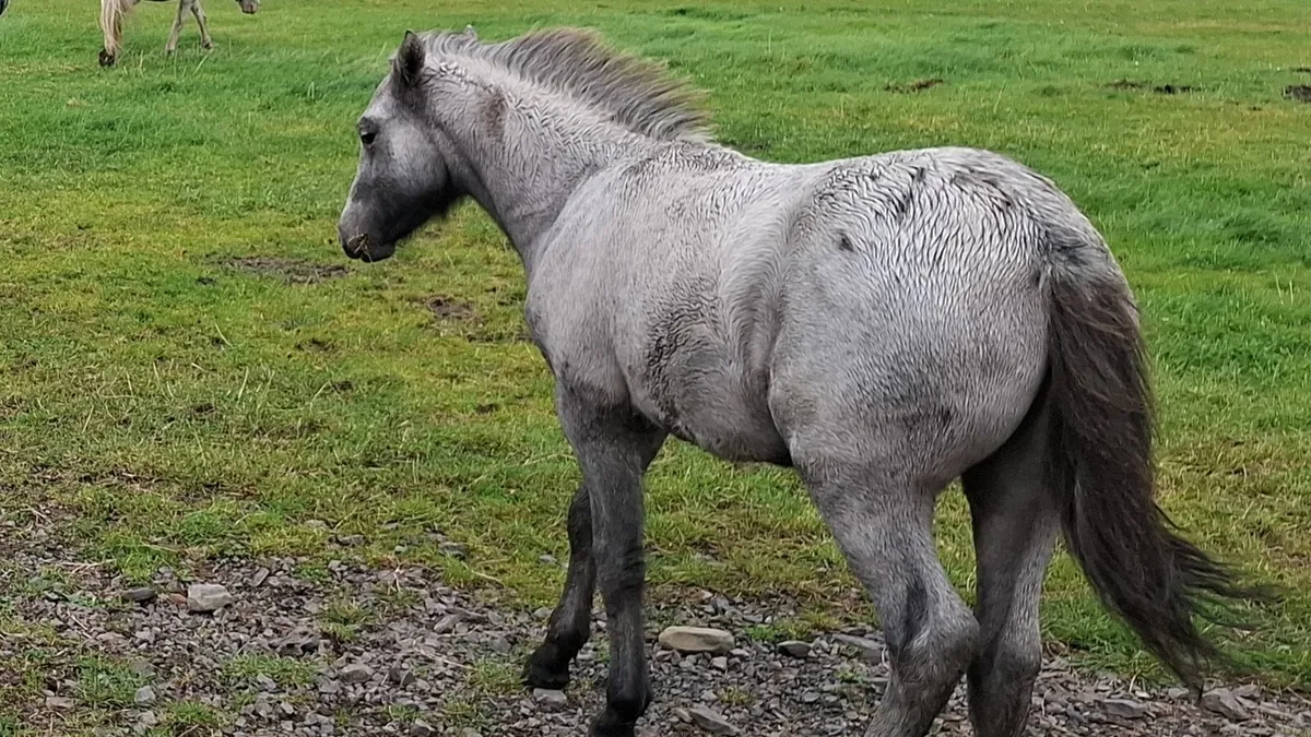 Mare and foal - Image 2