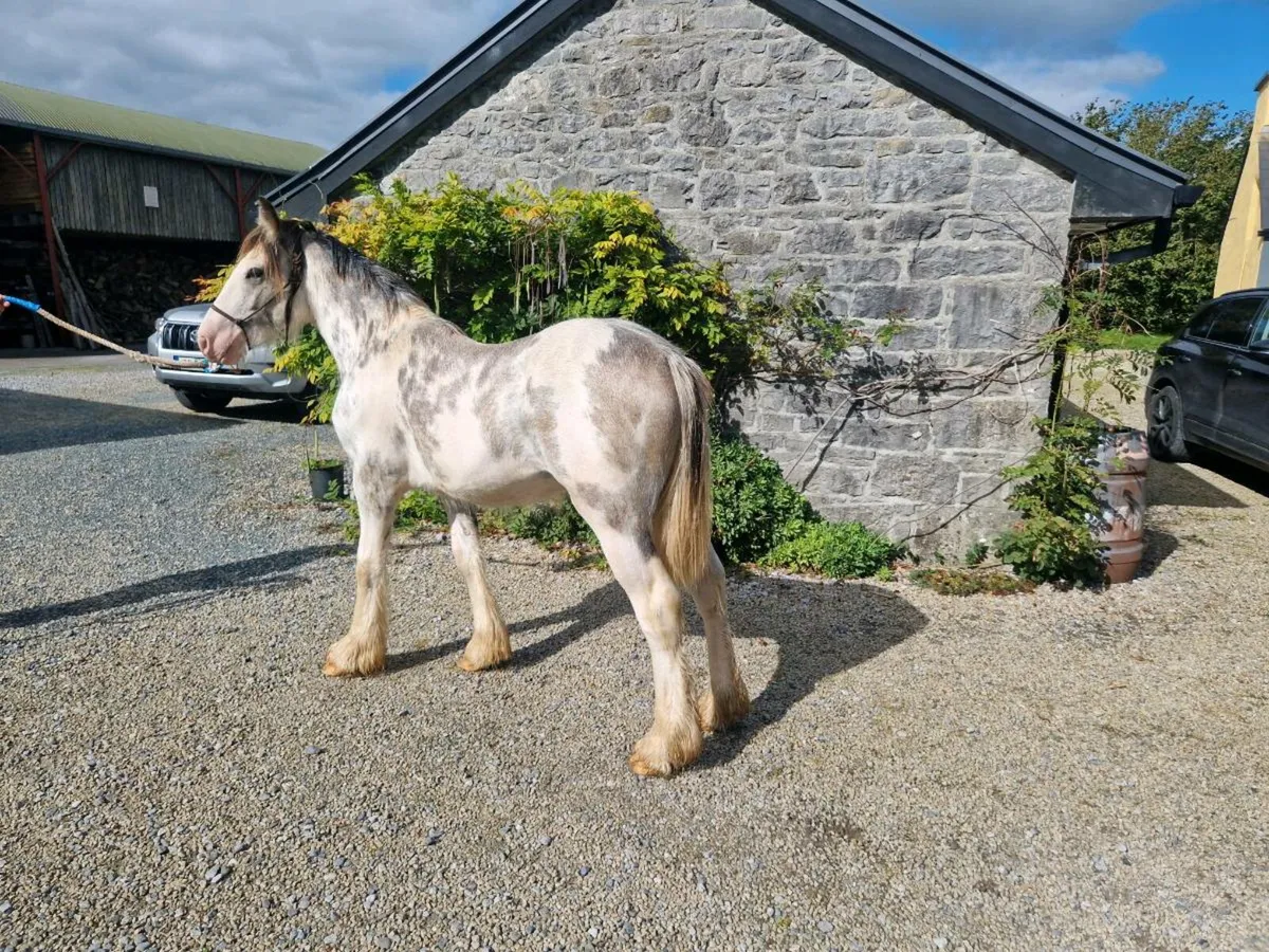 Colt for Balinsloe  Sunday  Morning - Image 1