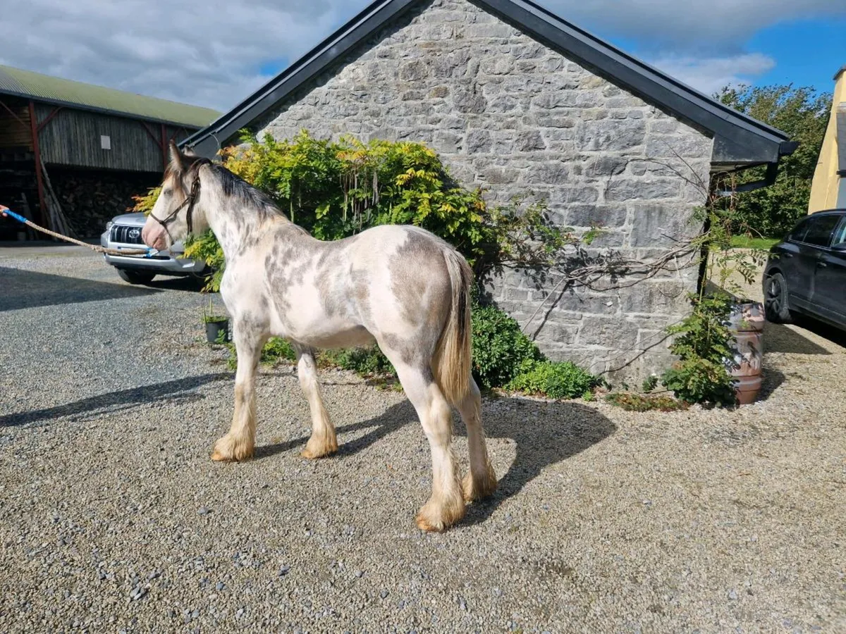 Colt for Balinsloe  Sunday  Morning - Image 2