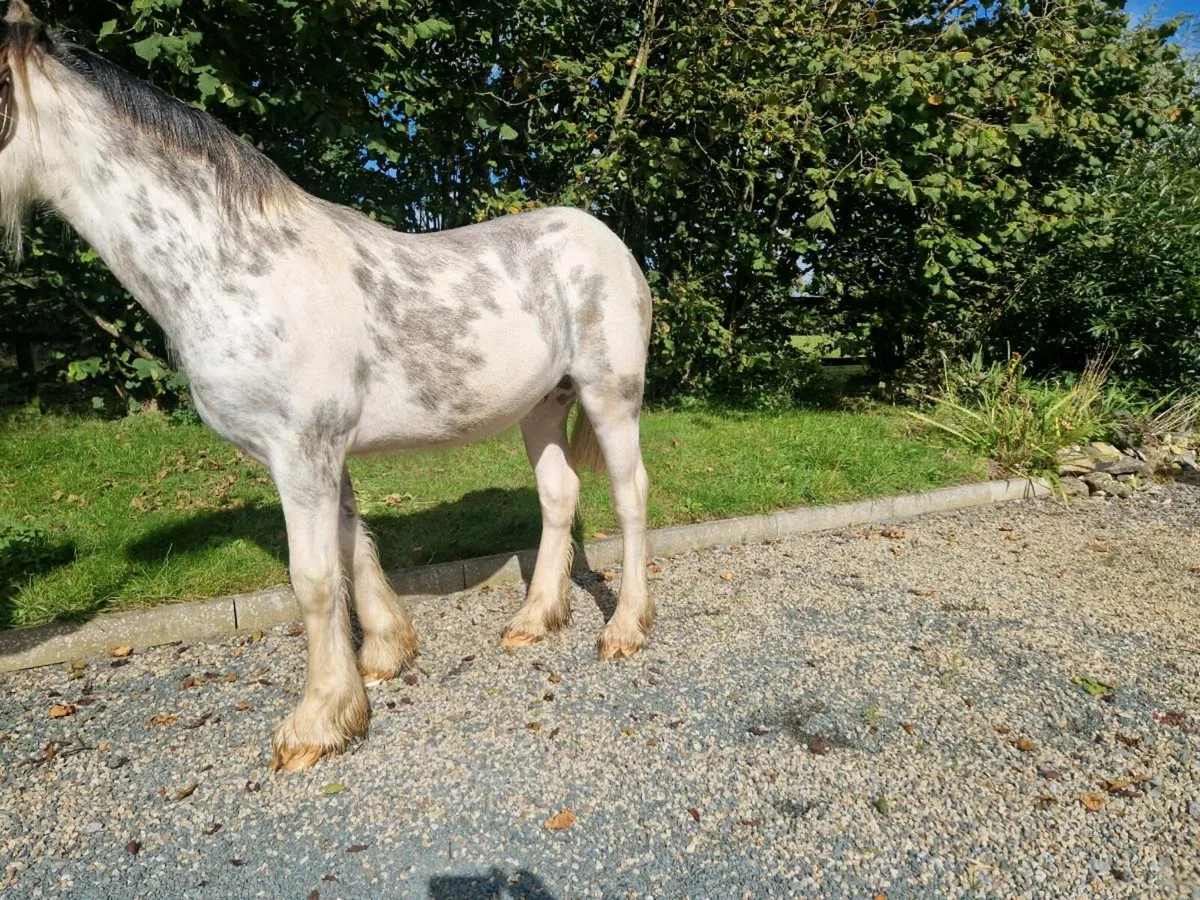 Colt for Balinsloe  Sunday  Morning - Image 3