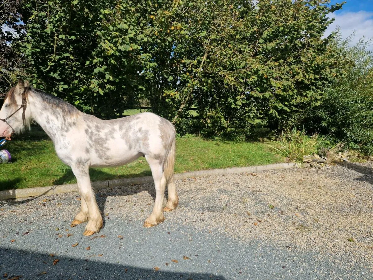 Colt for Balinsloe  Sunday  Morning - Image 4