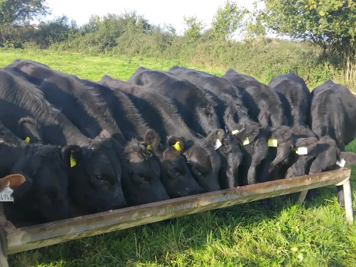 10 Angus Bull Weanlings - Image 2