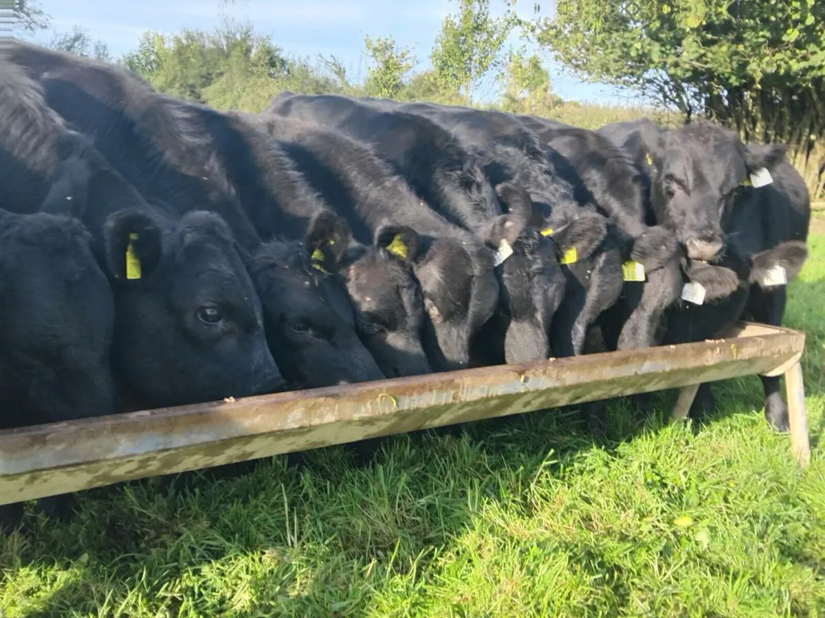10 Angus Bull Weanlings - Image 1