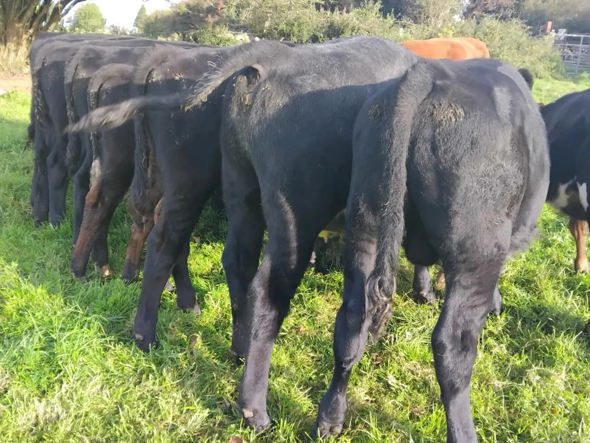 10 Angus Bull Weanlings - Image 3
