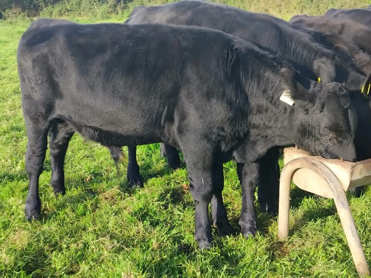 10 Angus Bull Weanlings - Image 4