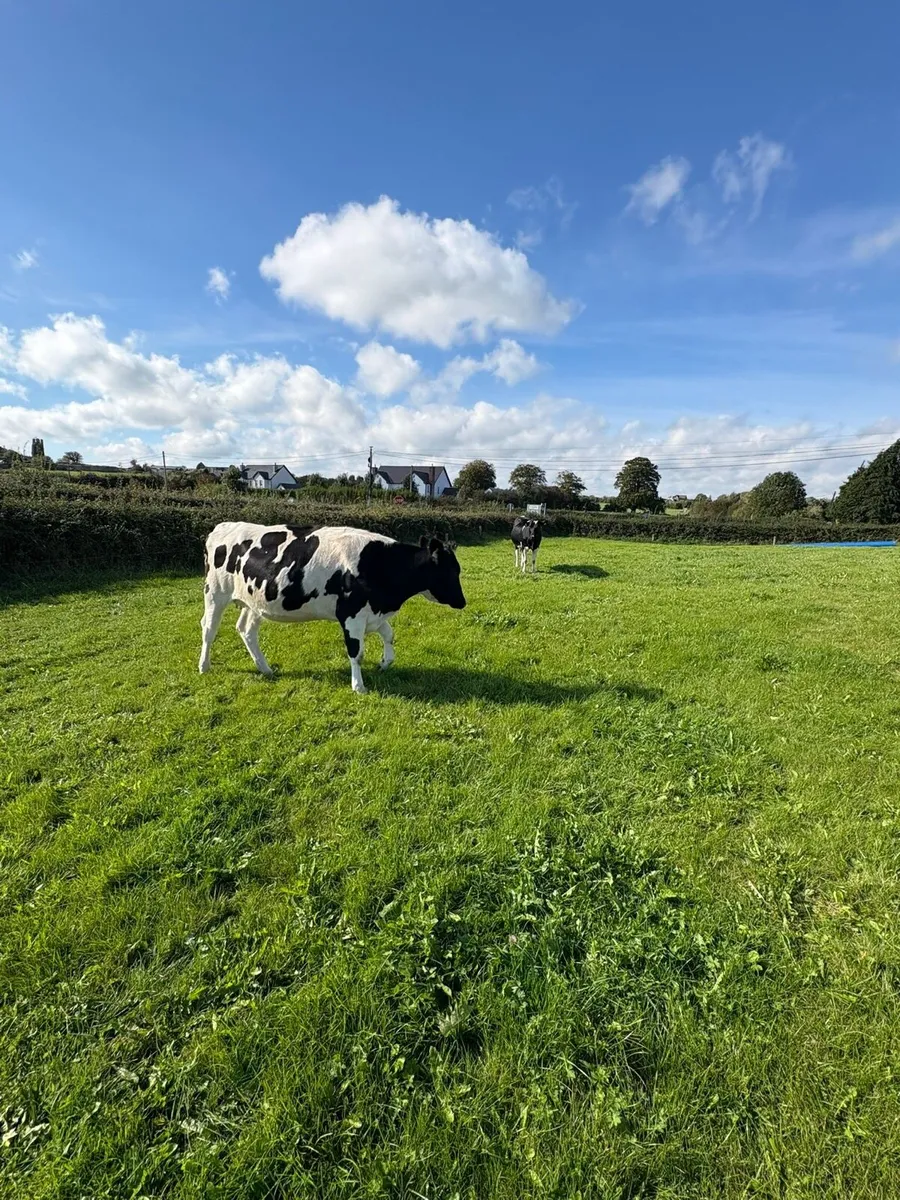 Purebred incalf Friesian heifers - Image 1