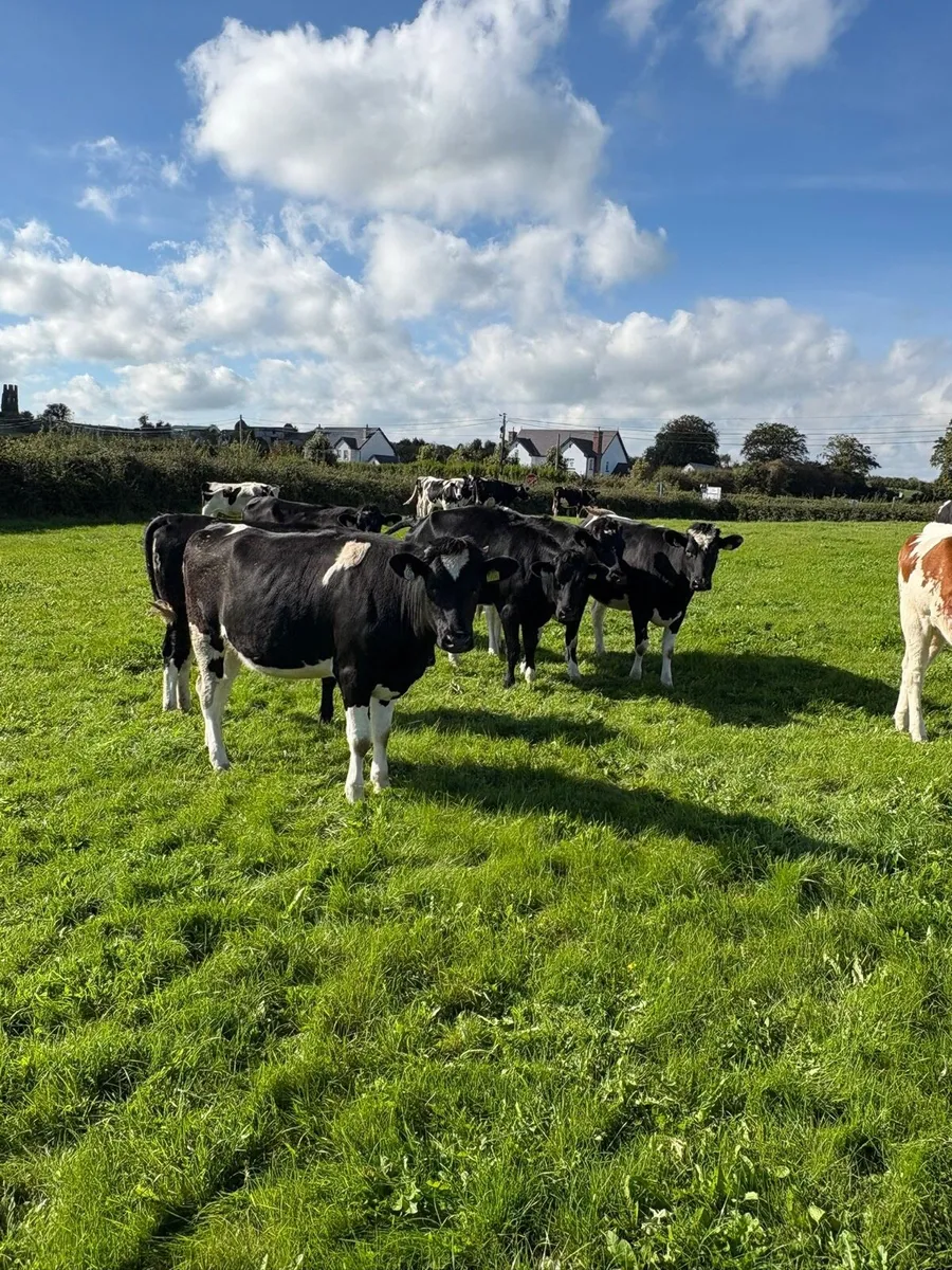 Purebred incalf Friesian heifers - Image 2