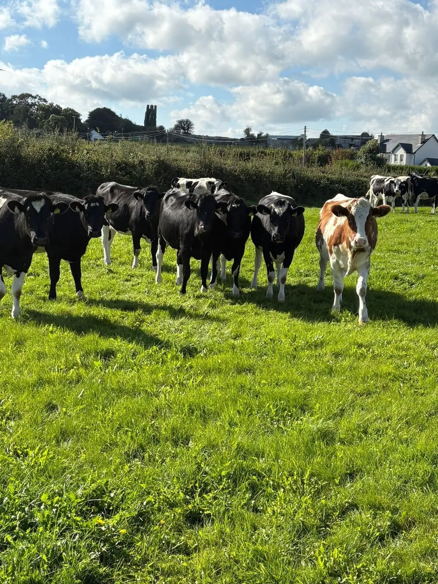 Purebred incalf Friesian heifers - Image 3