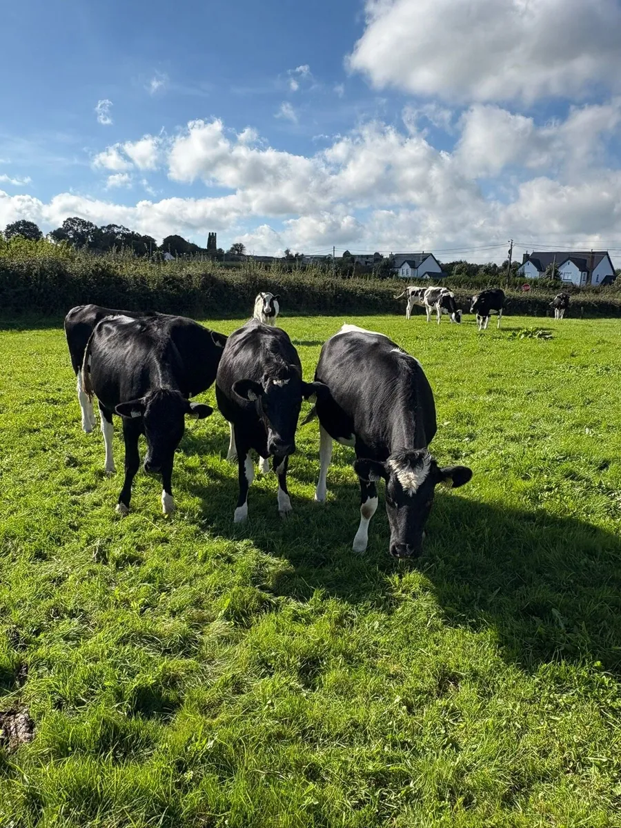 Purebred incalf Friesian heifers - Image 4