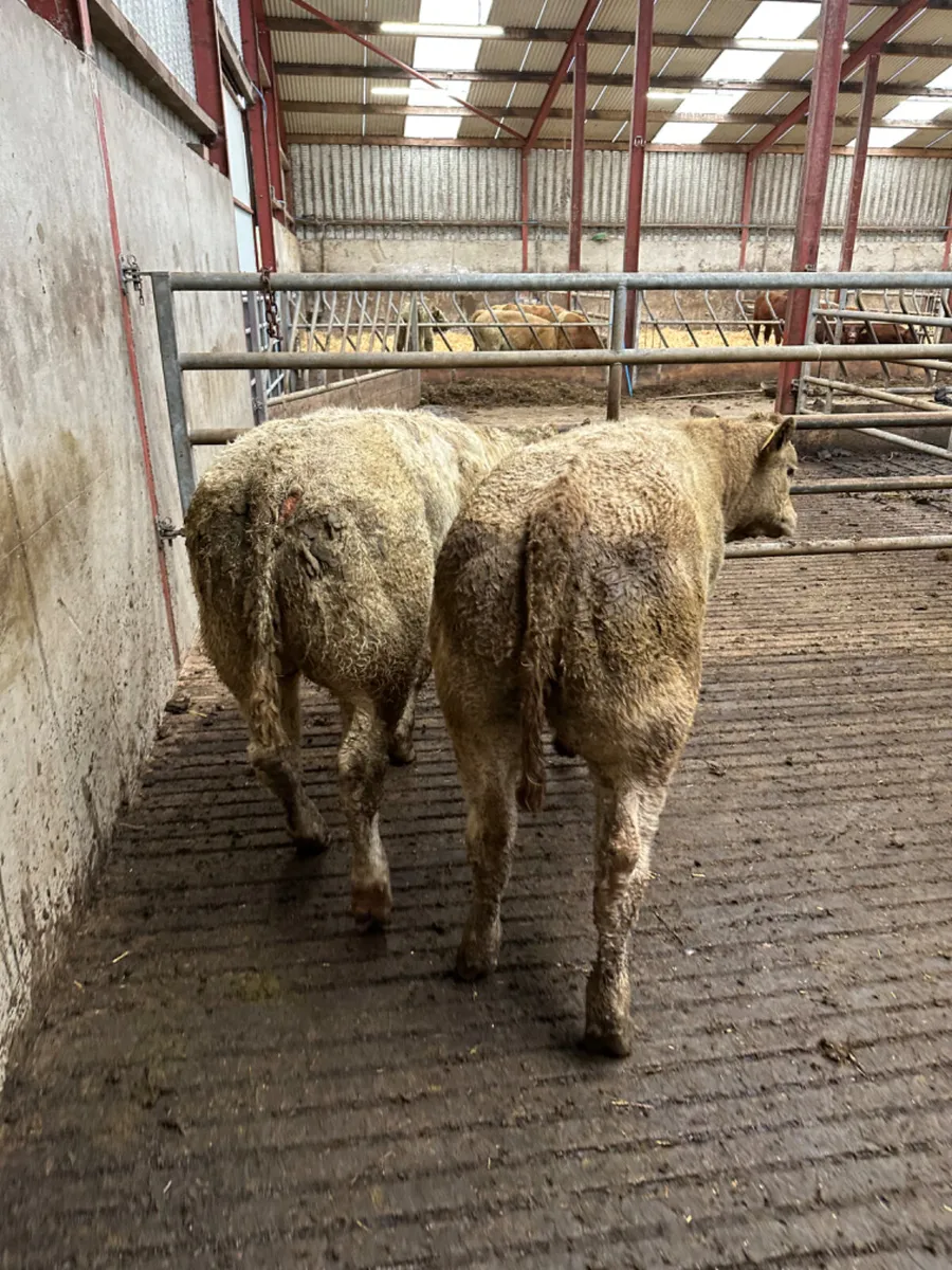 E grade Charolais heifers - Image 2