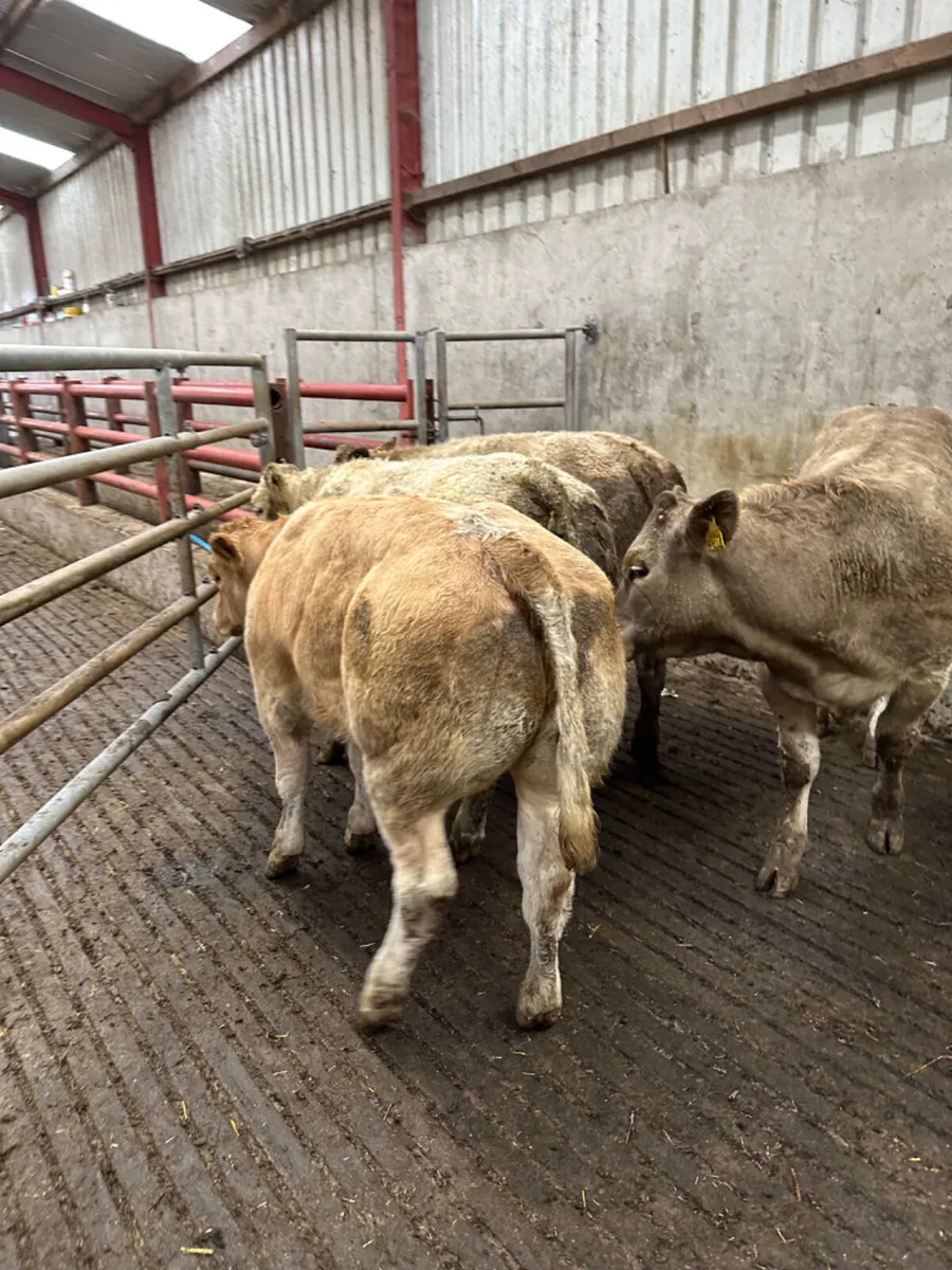 E grade Charolais heifers - Image 4