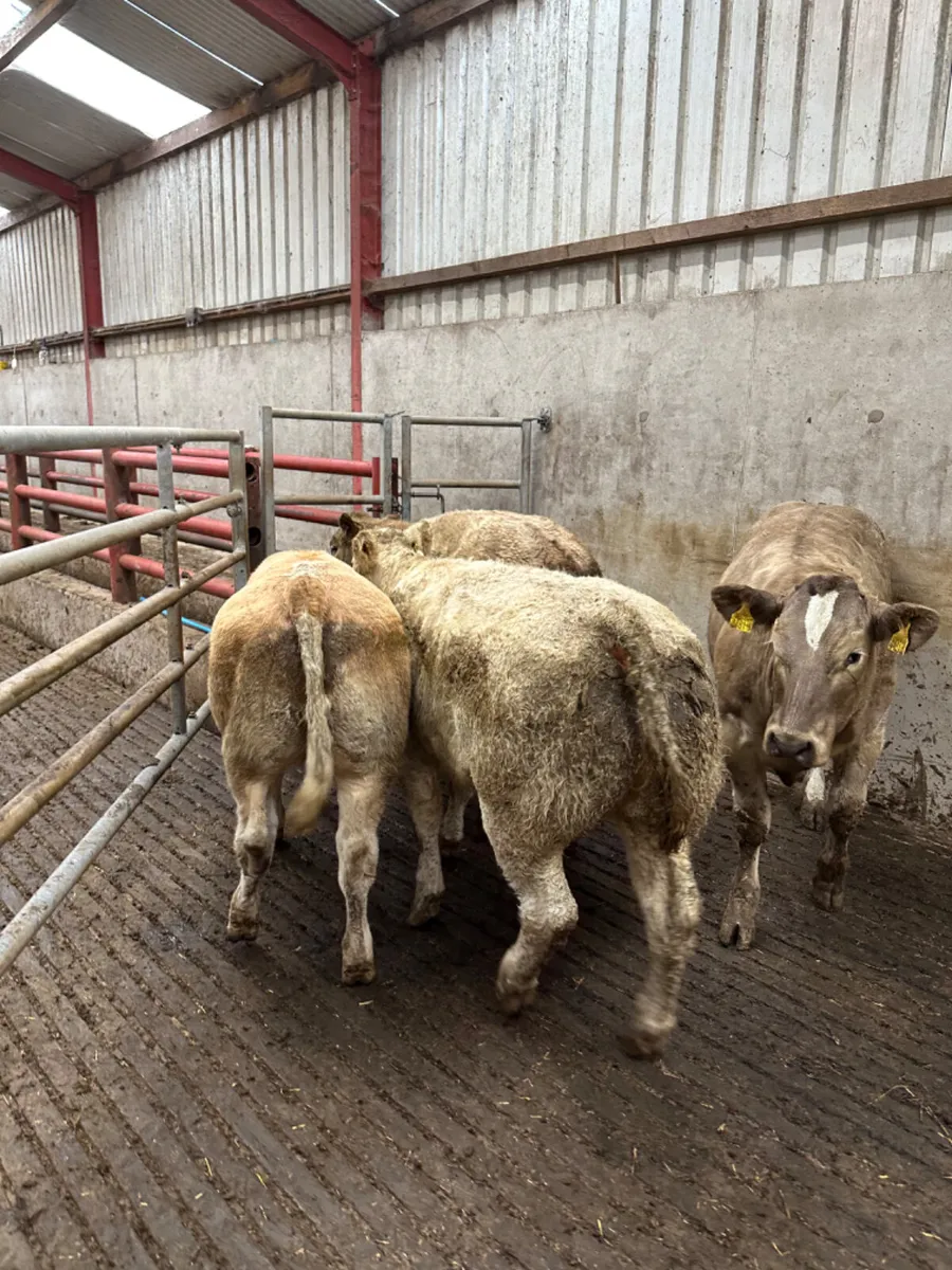 E grade Charolais heifers - Image 3