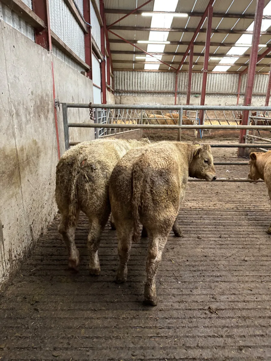 E grade Charolais heifers - Image 1
