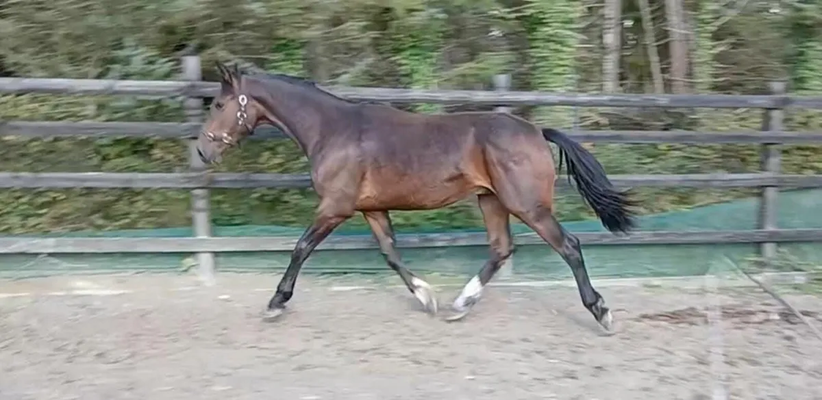Yearling gelding - Image 2