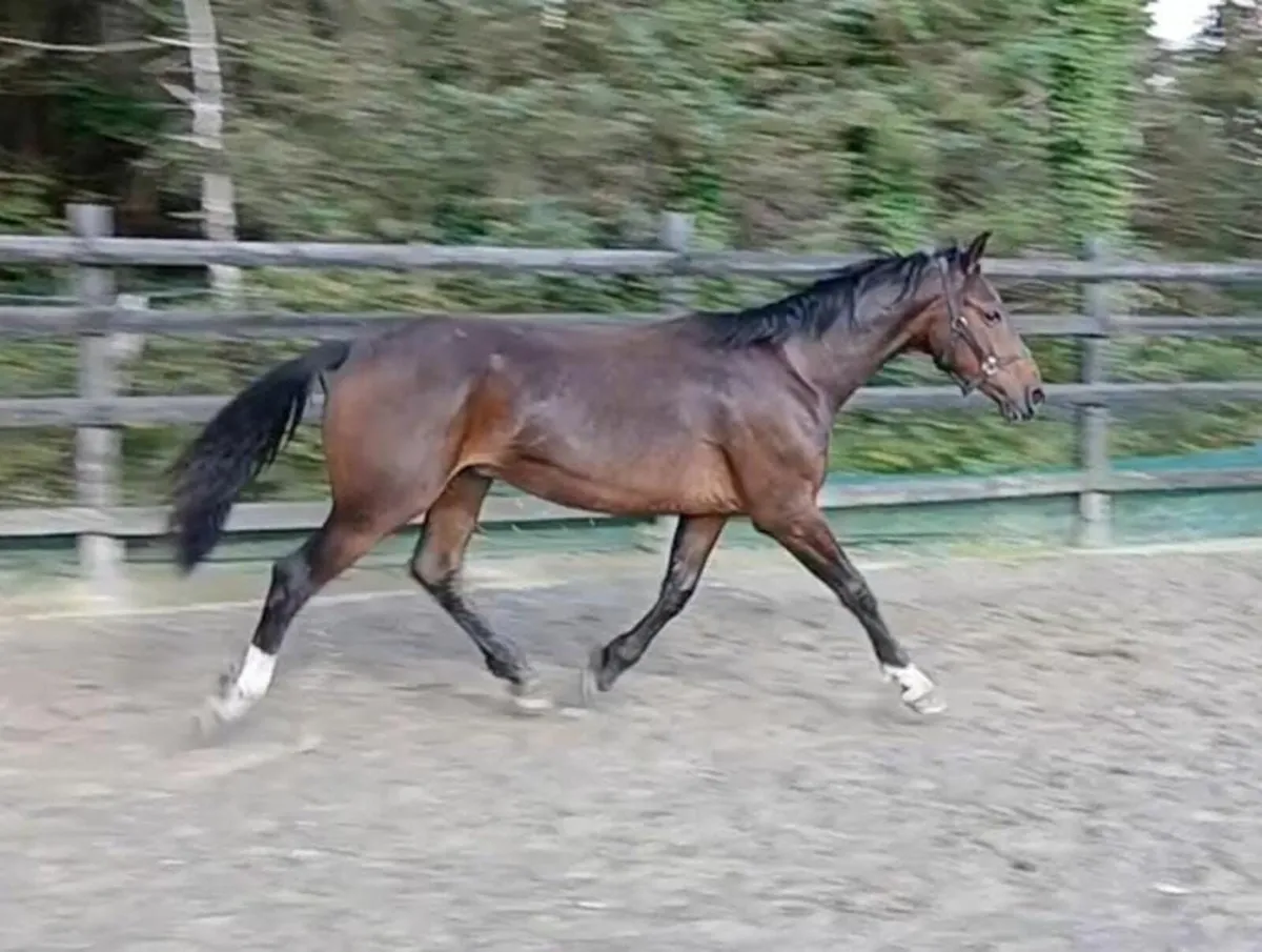 Yearling gelding - Image 3